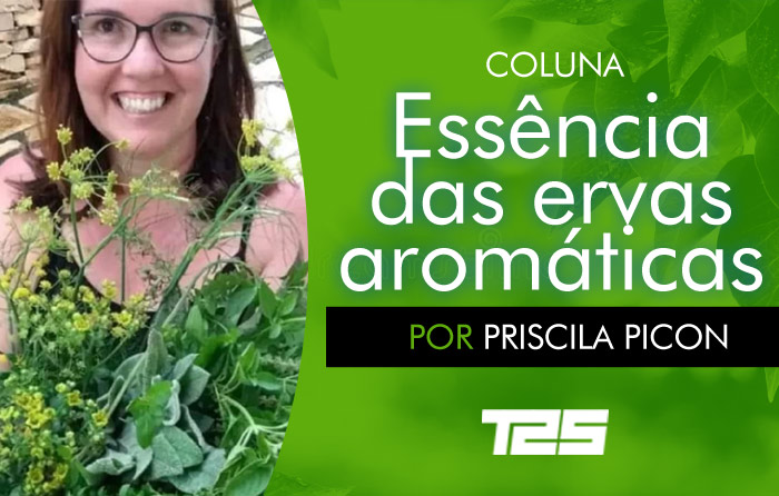 Coluna Ervas Aromáticas: O poder do orégano coluna-ervas-aromaticas:-o-poder-do-oregano