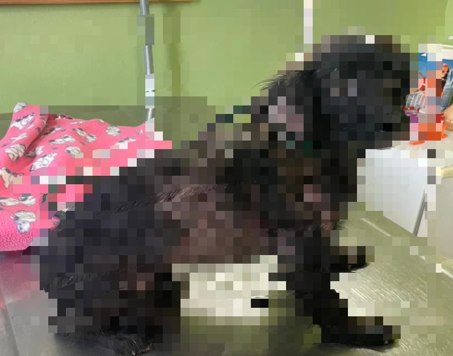 policia-militar-e-ong-resgatam-cachorro-ferido-em-situacao-de-maus-tratos-em-itapira